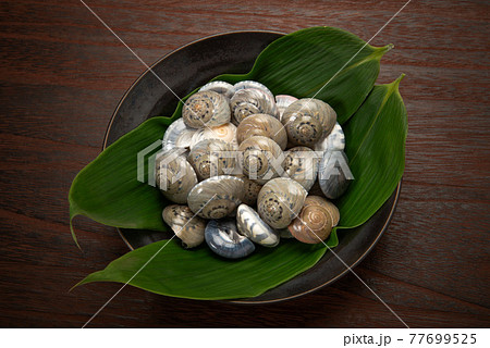 ながらみ貝の塩茹で ながらみ貝の塩茹で 77699525