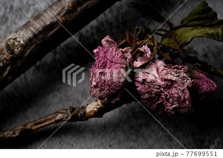 枯れた花の写真素材