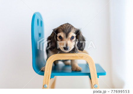 仔犬 カニンヘンダックスフンド 仔犬 カニンヘンダックスフンド 77699553