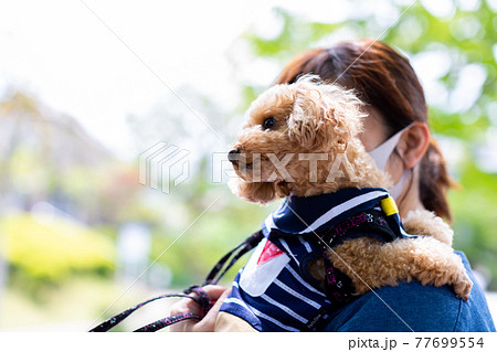 トイプードル レッド トイプードル レッド 77699554