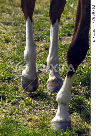 Horse Feet close up Horse Feet close up 77699762