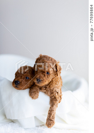 仔犬　トイプードル 77699864