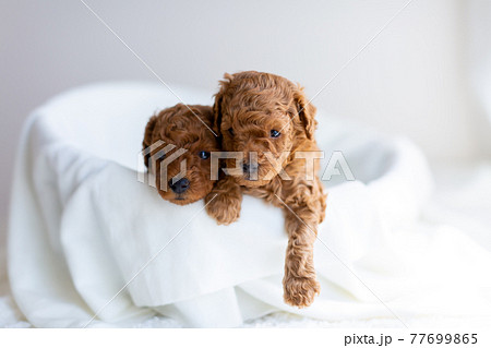 仔犬　トイプードル 77699865