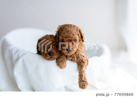 仔犬　トイプードル 77699866