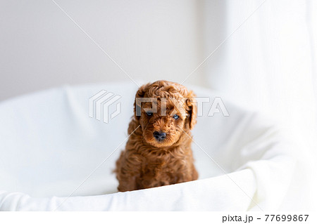 仔犬　トイプードル 77699867