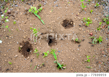 Image photo 77699959