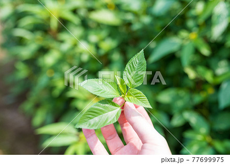Image photo Image photo 77699975