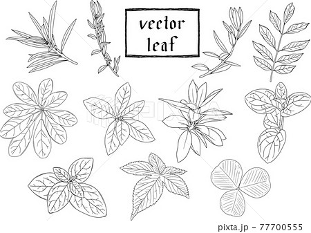 リーフ 植物の繊細な白黒の線画セット1 ベクター素材のイラスト素材