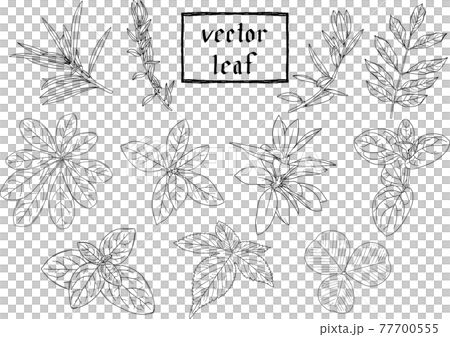 リーフ・植物の繊細な白黒の線画セット1　ベクター素材 77700555