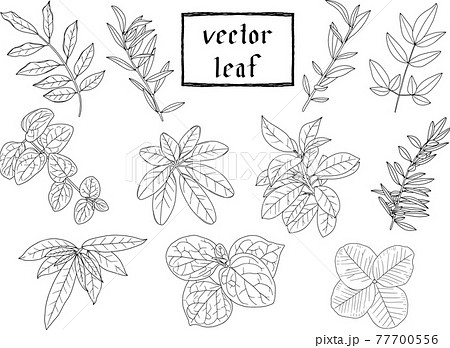 リーフ 植物の繊細な白黒の線画セット2 ベクター素材のイラスト素材