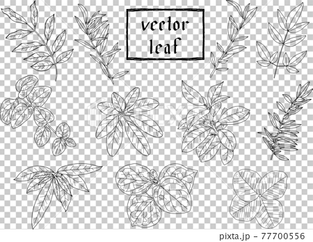 リーフ 植物の繊細な白黒の線画セット2 ベクター素材のイラスト素材