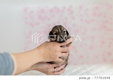 仔犬 カニンヘンダックスフンド 仔犬 カニンヘンダックスフンド 77701048
