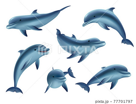 Seven swimming dolphins Stock Vector by ©Maria_Letta 86944004