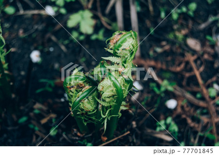 The young fern begins to sprout. Spring season The young fern begins to sprout. Spring season 77701845