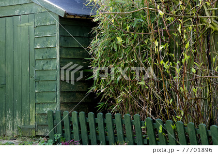 Old Garden Shed with Low Fence and Shrubbery 77701896