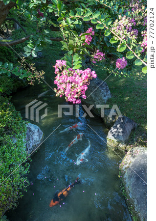 城南宮神苑、残暑の緑が輝く桃山の庭、サルスベリの花と池の錦鯉 77702124
