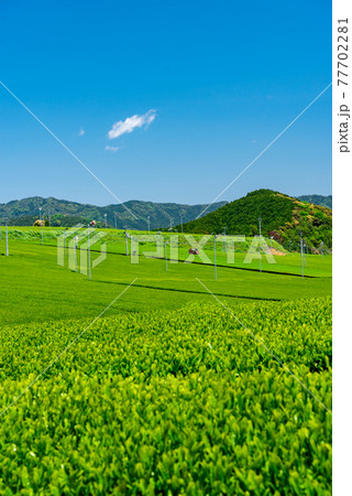 5月の茶畑 5月の茶畑 77702281