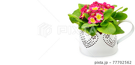primrose in a flower pot isolated on white background. Free space for text. Wide photo . 77702562