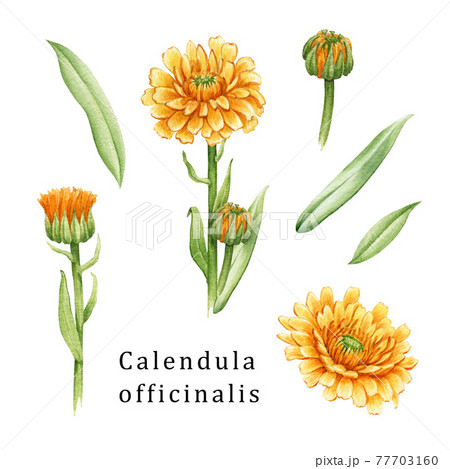 Calendula flower set. Watercolor illustration.... - Stock Illustration  [77703160] - PIXTA