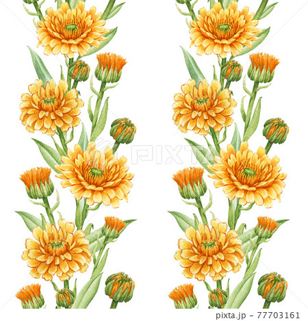 Calendula flower seamless pattern. Watercolor illustration. Yellow medical natural herb pattern. Calendula officinalis plant. White background. Natural organic bright flower seamless decoration Calendula flower seamless pattern. Watercolor illustration. Yellow medical natural herb pattern. Calendula officinalis plant. White background. Natural organic bright flower seamless decoration 77703161