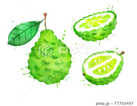 Watercolor Vector Set Of Bergamot Fruitのイラスト素材 Watercolor Vector Set Of Bergamot Fruitのイラスト素材