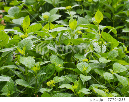 アジサイ 紫陽花 の蕾 5月中旬の雨の日の写真素材