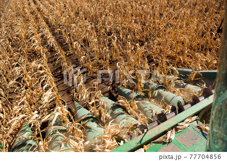 Aerial Agriculture. Wheat harvesting in the autumn. Aerial Agriculture. Wheat harvesting in the autumn. 77704856
