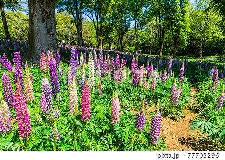 ルピナス咲く森1 ルピナス咲く森1 77705296