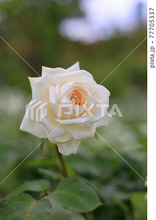 一輪の白い薔薇 一輪の白い薔薇 77705337