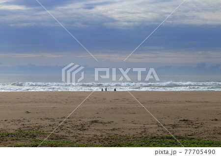 入野海岸　打ち寄せる波　早春（高知県　黒潮町）	 77705490