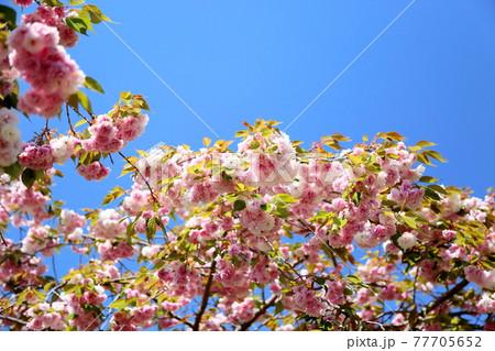 桜の花 牡丹桜 桜の花 牡丹桜 77705652
