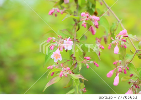鍾馗空木の花 鍾馗空木の花 77705653