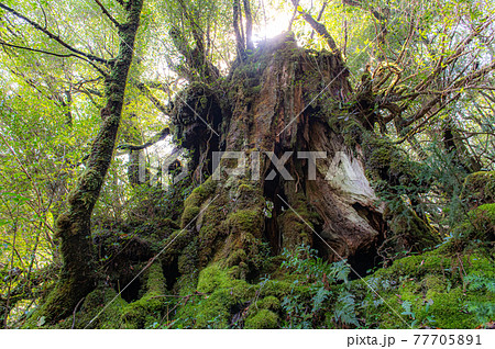 屋久島 静寂の森 屋久島 静寂の森 77705891