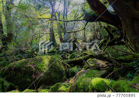 屋久島　静寂の森 77705895