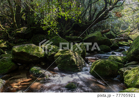 屋久島　静寂の森 77705921