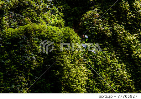 屋久島 静寂の森 屋久島 静寂の森 77705927