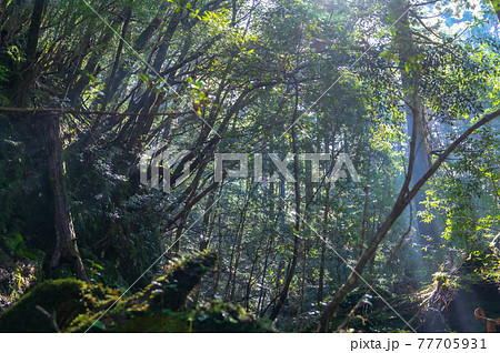 屋久島 静寂の森 屋久島 静寂の森 77705931