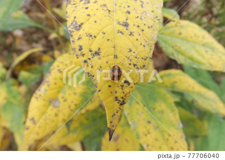 テントウムシのサナギ テントウムシのサナギ 77706040