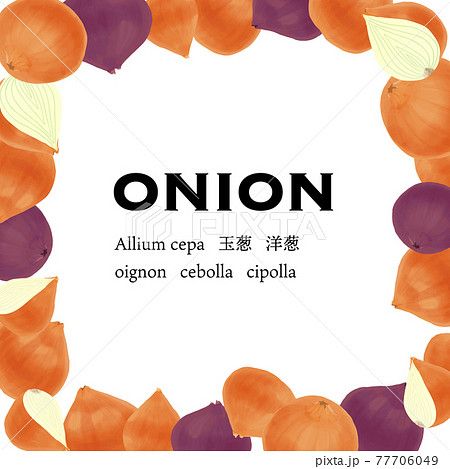 艶やかな玉ねぎと紫玉ねぎのベクターイラスト フレーム 77706049