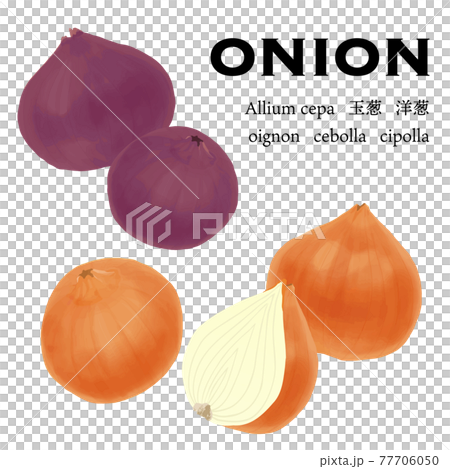 艶やかな玉ねぎのベクターイラスト 77706050