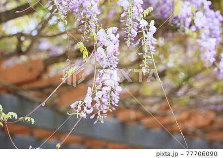 フジの花 フジの花 77706090