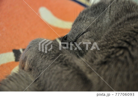 ロシアンブルー、すやすや、猫のかわいい、美しい鼻 ロシアンブルー、すやすや、猫のかわいい、美しい鼻 77706093