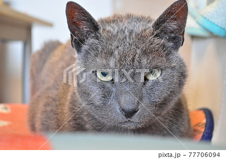 ロシアンブルー、眼力、猫のかわいい、猫も自粛、コロナ ロシアンブルー、眼力、猫のかわいい、猫も自粛、コロナ 77706094