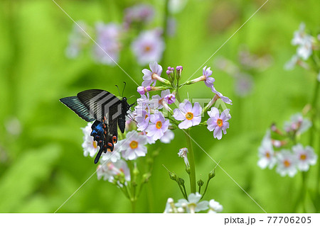 クリンソウで吸密する新鮮なミヤマカラスアゲハ雄 77706205