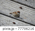 リラックスなスズメ 77706216