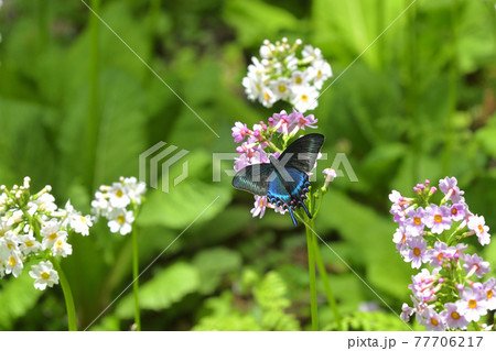 クリンソウで吸密する新鮮なミヤマカラスアゲハ雄 クリンソウで吸密する新鮮なミヤマカラスアゲハ雄 77706217