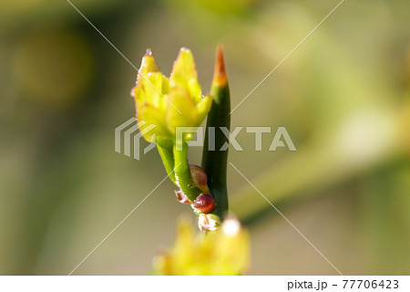 ゆずの新芽 ゆずの新芽 77706423