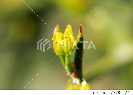 ゆずの新芽 ゆずの新芽 77706424