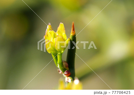 ゆずの新芽 77706425