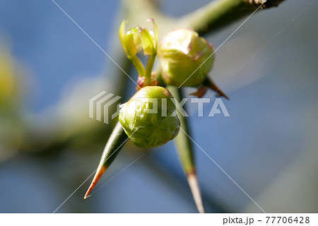 ゆずの新芽 77706428